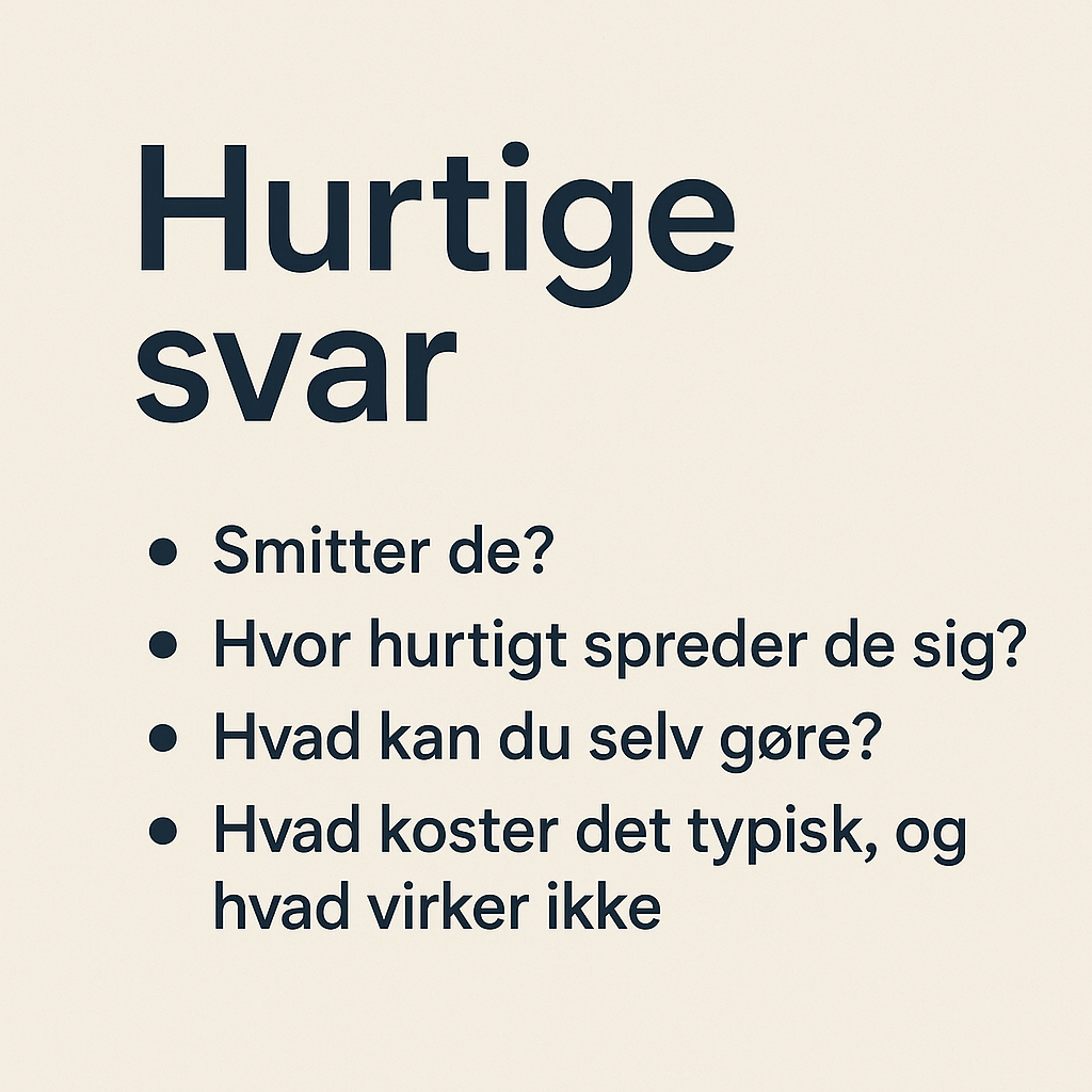 FAQ om væggelus: de 15 spørgsmål alle stiller, når panikken rammer