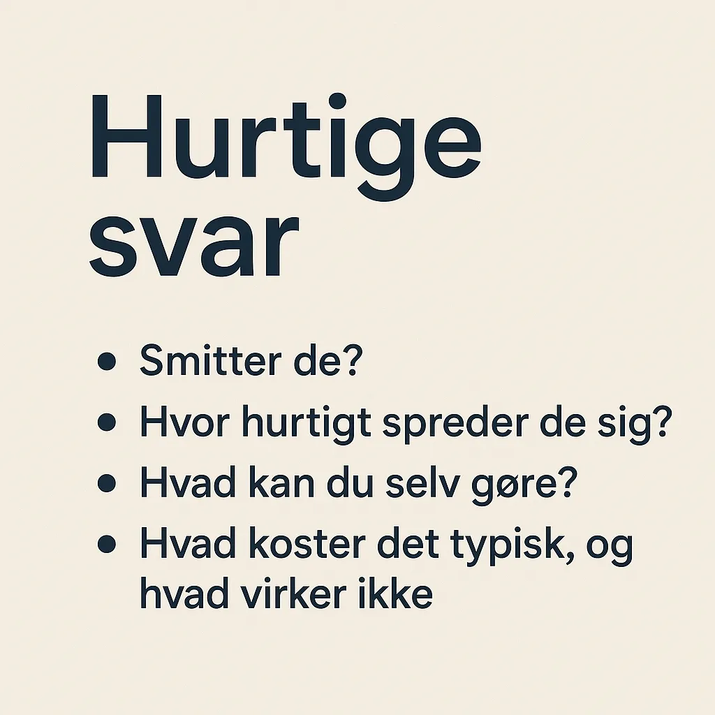 FAQ om væggelus: de 15 spørgsmål alle stiller, når panikken rammer